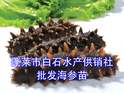 ����(y��ng)������